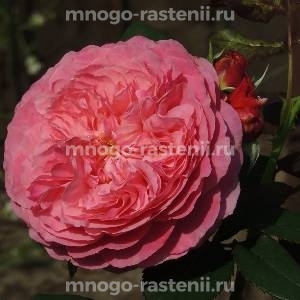 Роза Ладюре (Rosa Laduree)