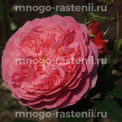 Саженцы Розы Ладюре (Rosa Laduree)