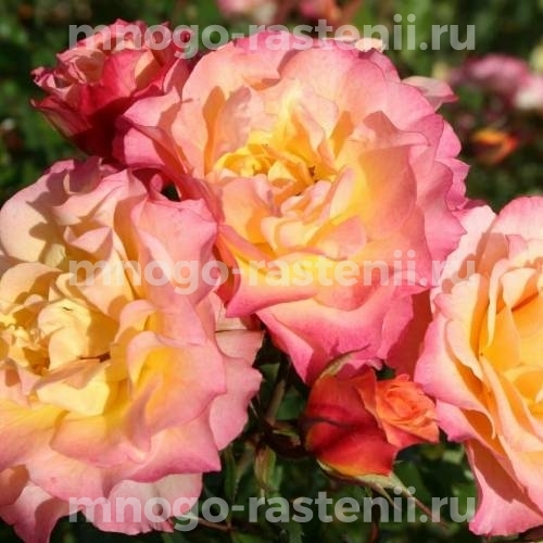 Саженцы Розы Ландлуст (Rosa LandLust)