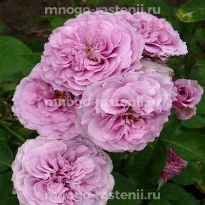 Роза Лавендер Айс (Rosa Lavender Ice)