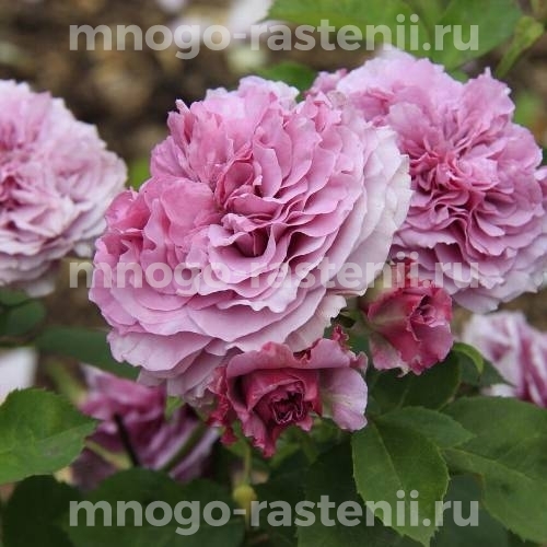 Саженцы Розы Лавендер Айс (Rosa Lavender Ice)