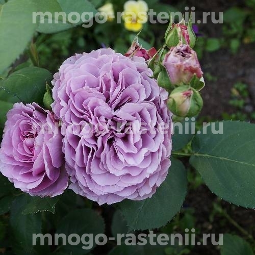 Саженцы Розы Лавендер Айс (Rosa Lavender Ice)