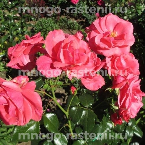 Саженцы Розы Лавиния (Rosa Lawinia)
