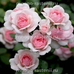 Роза Лавли Мейян (Rosa Lovely Meilland)