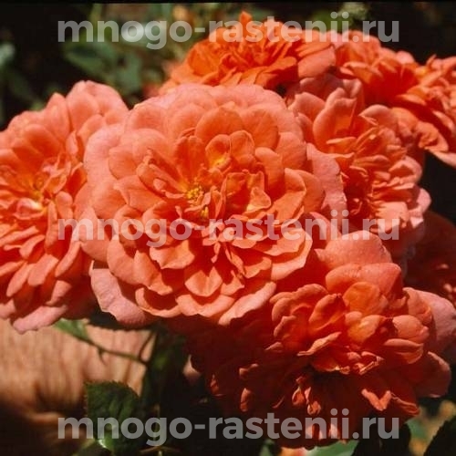 Саженцы Розы Леди Пенелопе (Rosa Lady Penelope)