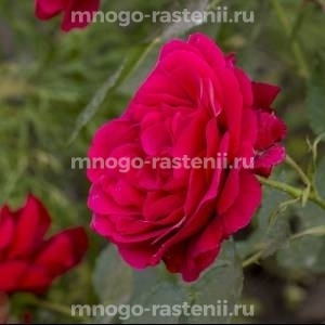 Роза Лев Толстой (Rosa Lev Tolstoi)