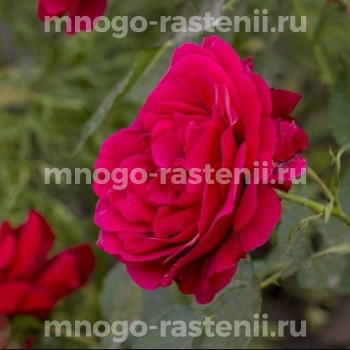 Саженцы Розы Лев Толстой (Rosa Lev Tolstoi)