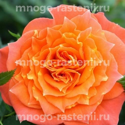 Саженцы Розы Мандарин (Rosa Mandarin)