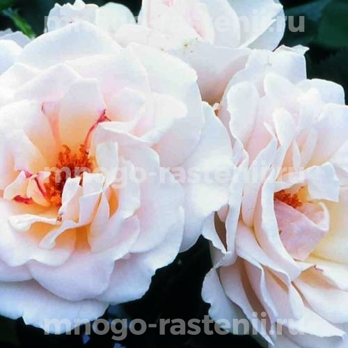 Саженцы Розы штамбовой Маргарет Меррил (Rosa Margaret Merril)