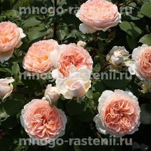 Саженцы Розы штамбовой Мархензаубер (Rosa Marchenzauber)
