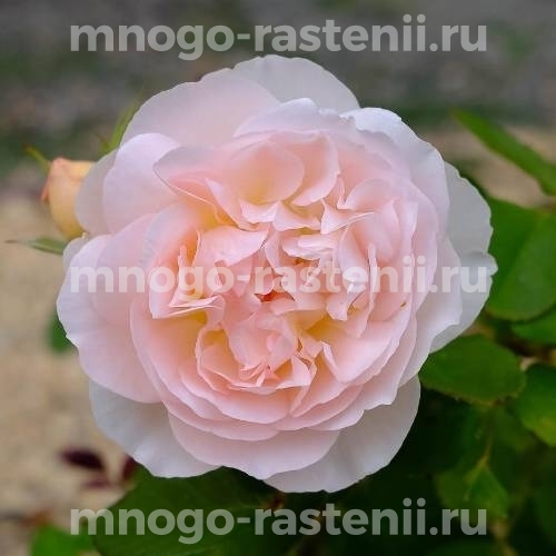 Саженцы Розы Мархензаубер (Rosa Marchenzauber)