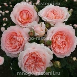 Роза штамбовая Мархензаубер (Rosa Marchenzauber)