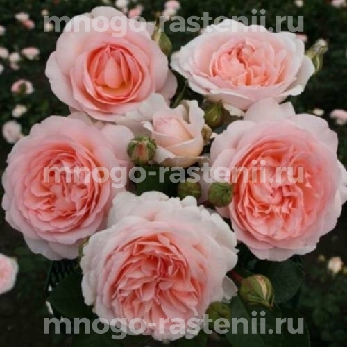 Саженцы Розы штамбовой Мархензаубер (Rosa Marchenzauber)