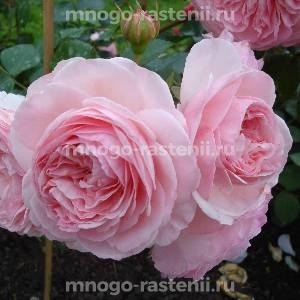 Роза Мария Терезия (Rosa Mariatheresia)