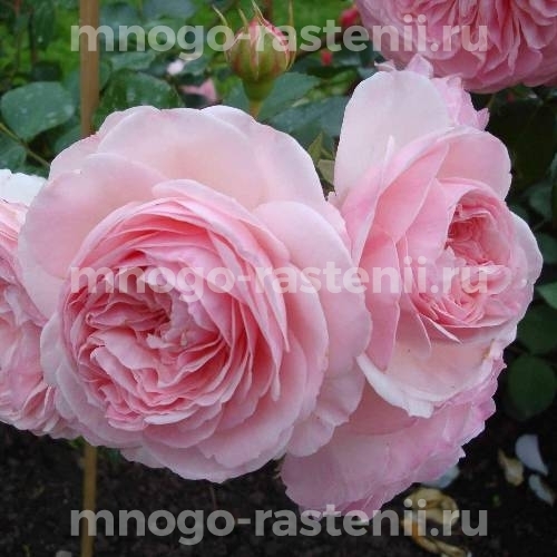 Саженцы Розы Мария Терезия (Rosa Mariatheresia)