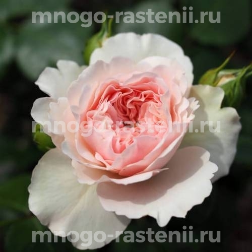 Саженцы Розы штамбовой Мария Терезия (Rosa Mariatheresia)