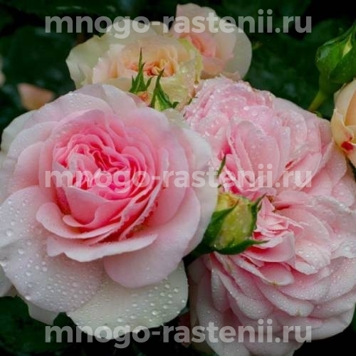 Саженцы Розы Мария Терезия (Rosa Mariatheresia)
