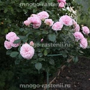 Роза штамбовая Мария Терезия (Rosa Mariatheresia)