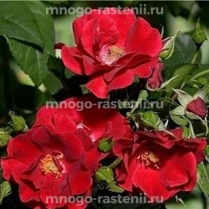 Роза штамбовая Матадор (Rosa Matador)