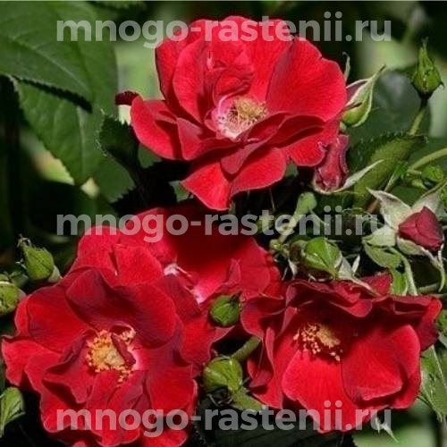 Саженцы Розы штамбовой Матадор (Rosa Matador)