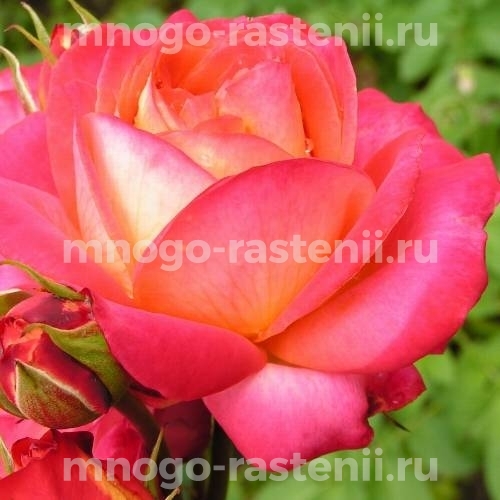 Саженцы Розы штамбовой Мидсаммер (Rosa Midsummer)