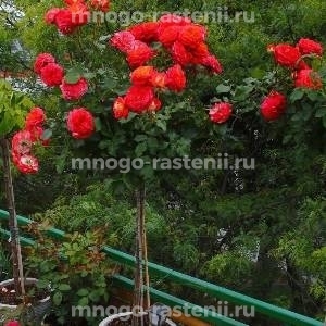 Роза штамбовая Мидсаммер (Rosa Midsummer)