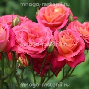 Роза Мидсаммер (Rosa Midsummer)