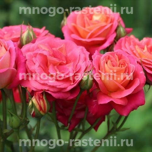 Саженцы Розы Мидсаммер (Rosa Midsummer)