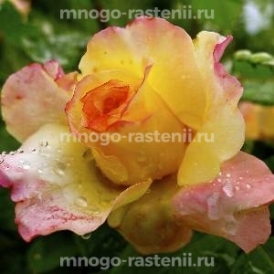 Роза штамбовая Акварель (Rosa Aquarell)