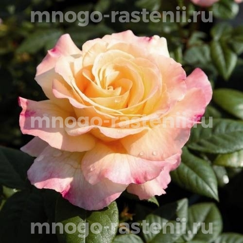 Роза штамбовая Акварель (Rosa Aquarell)