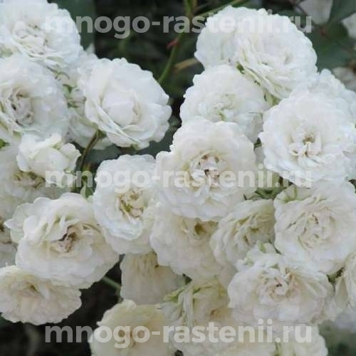 Роза штамбовая Альба Мейдиланд (Rosa Alba Meidiland)