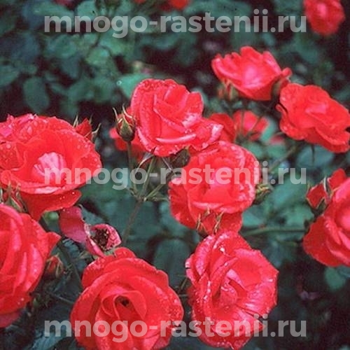 Роза штамбовая Амстердам (Rosa Amsterdam)