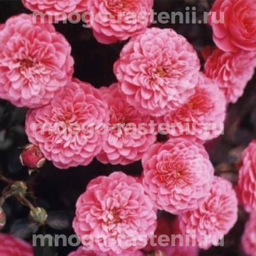 Роза штамбовая Амулет (Rosa Amulett)