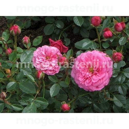 Роза штамбовая Амулет (Rosa Amulett)