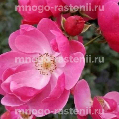 Роза штамбовая Анжела (Rosa Angela)