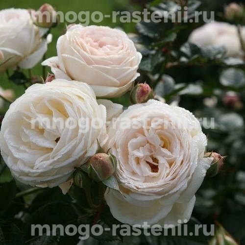 Роза штамбовая Артемис (Rosa Artemis)