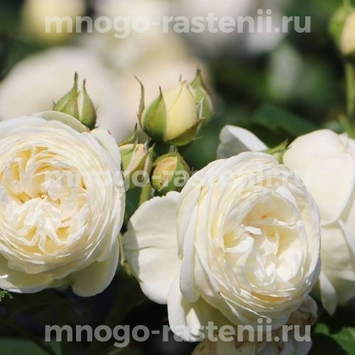 Роза штамбовая Артемис (Rosa Artemis)