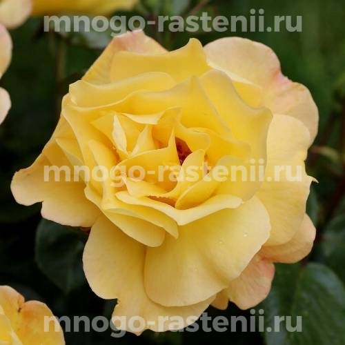 Роза штамбовая Артур Белл (Rosa Arthur Bell)