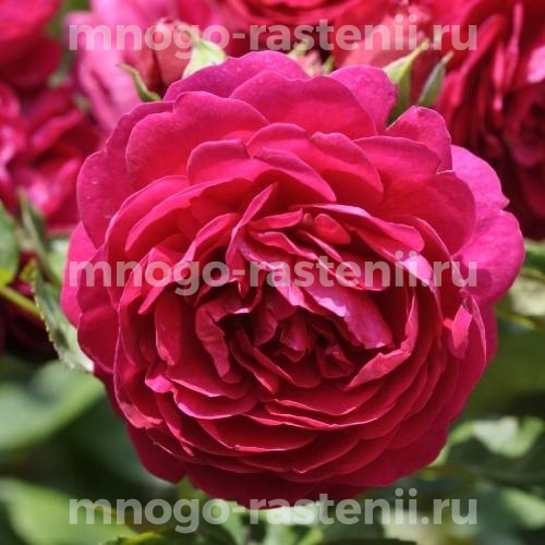 Роза штамбовая Аскот (Rosa Ascot)