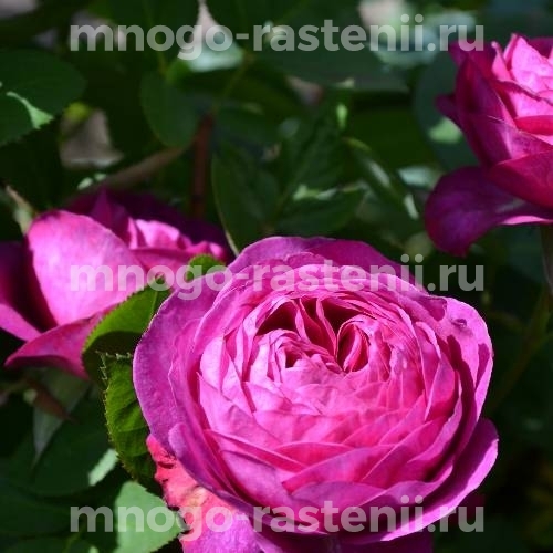 Роза штамбовая Аскот (Rosa Ascot)
