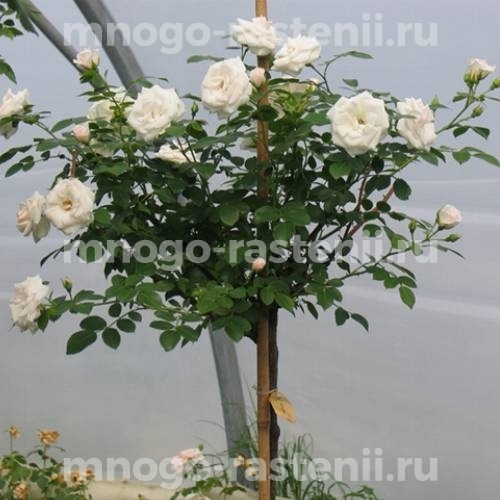 Роза штамбовая Аспирин ( Aspirin Rose)
