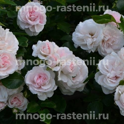 Роза штамбовая Аспирин ( Aspirin Rose)