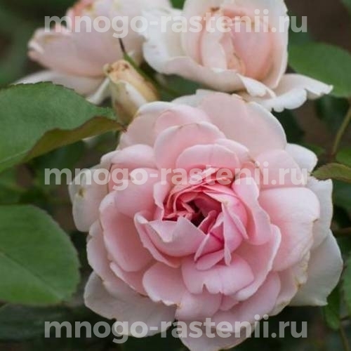 Роза штамбовая Баллада (Rosa Ballade)