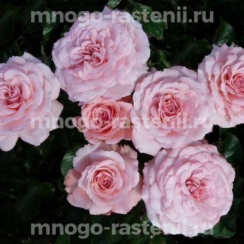 Роза штамбовая Баллада (Rosa Ballade)