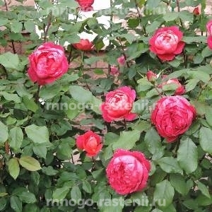 Роза штамбовая Бенджамин Бриттен (Rosa Benjamin Britten)