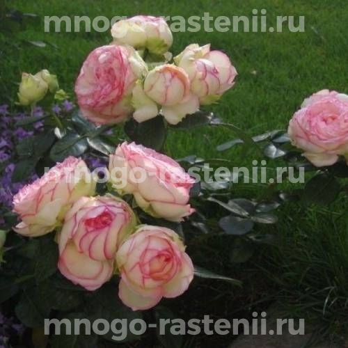 Роза штамбовая Бидермейер (Rosa Biedermeier)