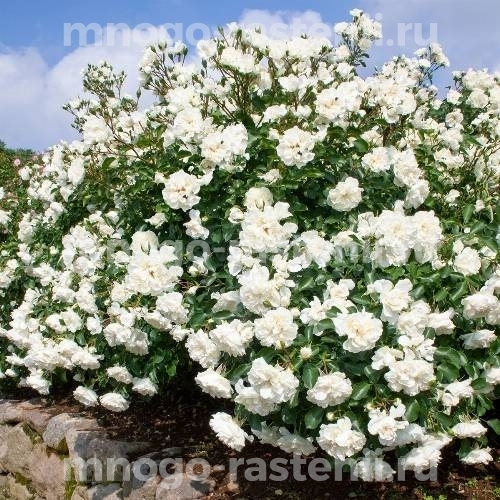 Роза штамбовая Бланк Мейяндекор (Rosa Blanc Meillandecor)