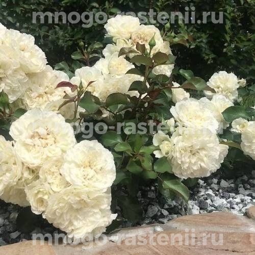 Роза штамбовая Бланк Мейяндекор (Rosa Blanc Meillandecor)