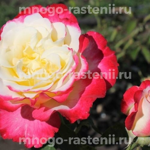 Роза штамбовая Дабл Делайт (Rosa Double Delight)