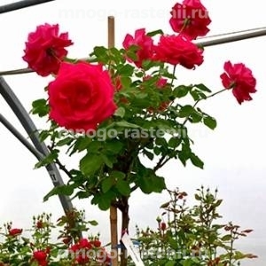 Роза штамбовая Дам де Кер (Rosa Dame de Coeur)